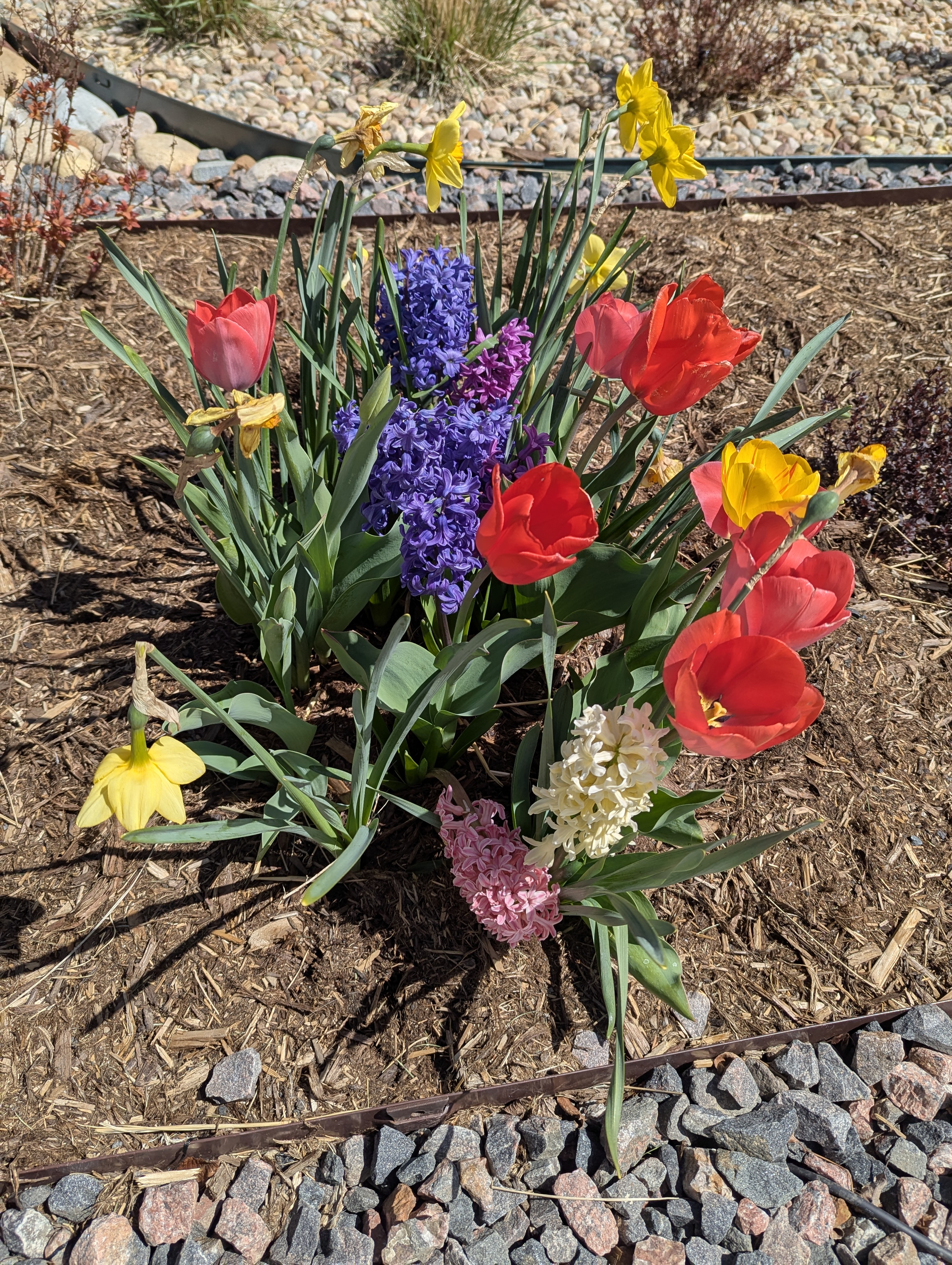 Garden, Flowers, Morrison, Colorado